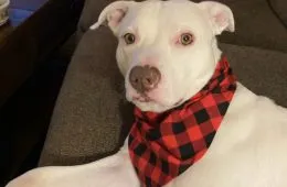 What The Fuck You Look In At Bitch 145338 1