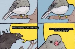 Mistakes With Birds Be Like 147499 1