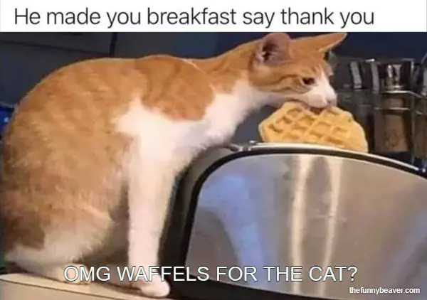 Breakfast Of The Cat