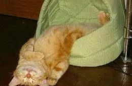 When You Do Not Want To Get Out Of Bed 148953 1