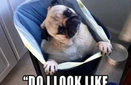 Ok Youre Serious Do I Look Like Trash To You 152792 1