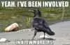 36 Funny Bird Memes