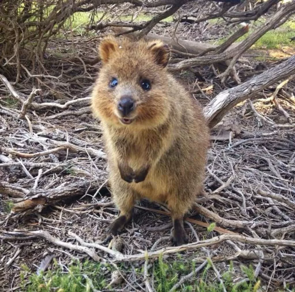 30 Funny Quokka Pictures That Will Make You Book A Flight To Australia ...