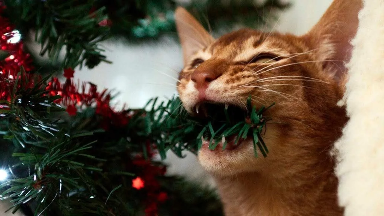 31 Animals Who Aren't So Sure About Christmas