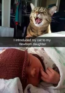 20 Funny Cat Snapchats For Feline Lovers