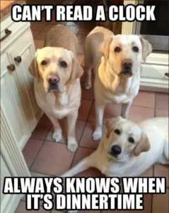 32 Funny Dogs And Cats That Are Just Too Cute | The Funny Beaver