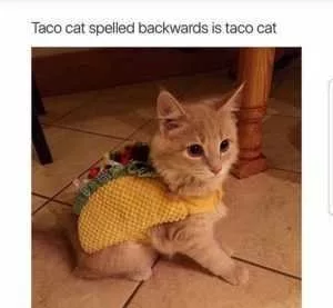 27 Taco Memes For Taco Tuesday Or Any Day | The Funny Beaver