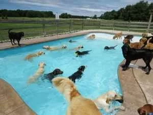 20 Pictures Of Adorable Animals Playing In A Pool And Having A Tail ...