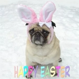 20 Funny Dog Easter Memes To Enjoy While You Binge Eat Easter Eggs