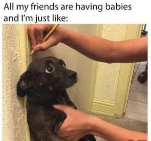 30 Irresistibly Cute Animal Memes To Instantly Brighten
