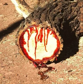 Bloodwood Tree Pictures 002
