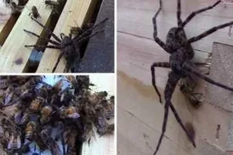 Honey Bees Attack And Kill A Huge Spider