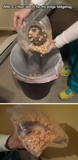 Very Funny Animal Pictures 003