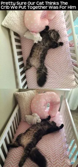 Very Funny Animal Pictures 004