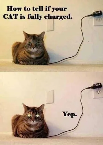 Very Funny Animal Pictures 006
