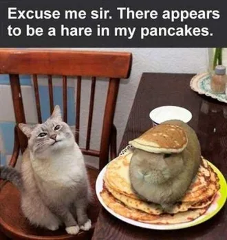 Very Funny Animal Pictures 008