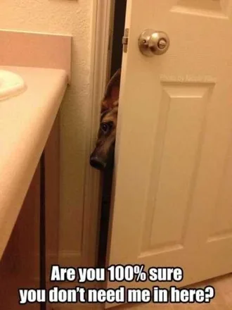Very Funny Animal Pictures 010