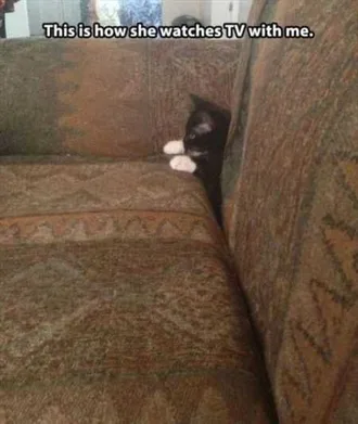Very Funny Animal Pictures 011