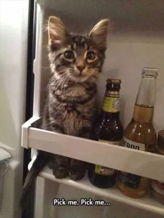 Very Funny Animal Pictures 014
