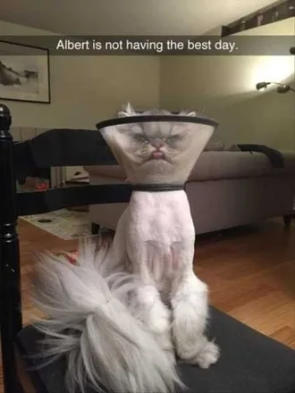 Very Funny Animal Pictures 016