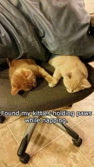Very Funny Animal Pictures 019