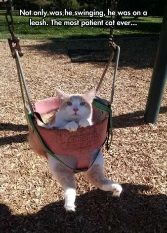 Very Funny Animal Pictures 021