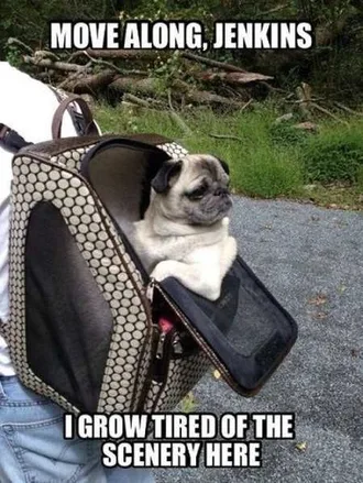 Very Funny Animal Pictures 025