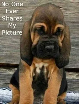Very Funny Animal Pictures 026