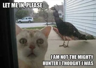 Very Funny Animal Pictures 027