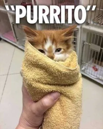 Very Funny Animal Pictures 028