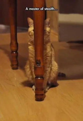 Very Funny Animal Pictures 031