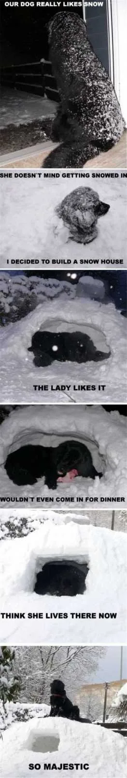 Very Funny Animal Pictures 033