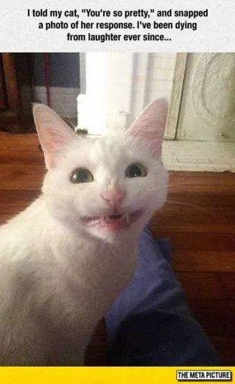Very Funny Animal Pictures 036