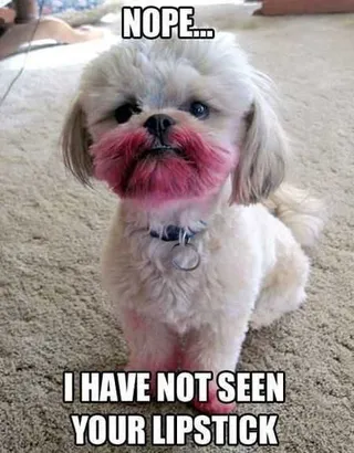 Funny Animal Pictures That Will Make Your Day 002
