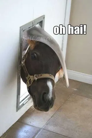 Funny Animal Pictures That Will Make Your Day 009