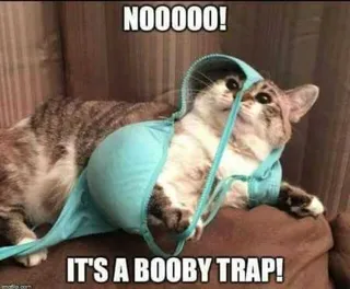 Funny Animal Pictures That Will Make Your Day 010