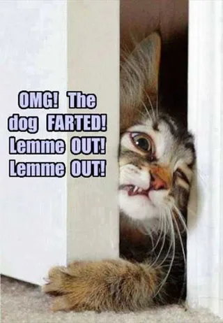 Funny Animal Pictures That Will Make Your Day 013