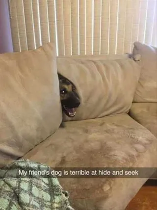 Funny Animal Pictures That Will Make Your Day 015