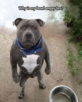 Funny Animal Pictures That Will Make Your Day 016