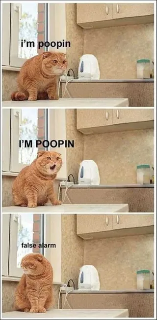 Funny Animal Pictures That Will Make Your Day 017