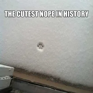 Funny Animal Pictures That Will Make Your Day 019