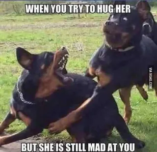 Funny Animal Pictures That Will Make Your Day 021