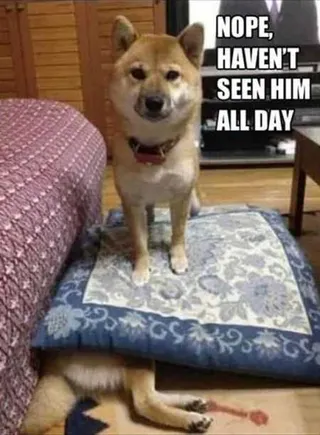 Funny Animal Pictures That Will Make Your Day 022