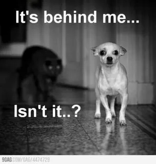 Funny Animal Pictures That Will Make Your Day 024