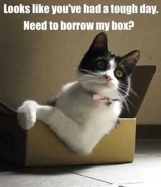 Funny Animal Pictures That Will Make Your Day 029