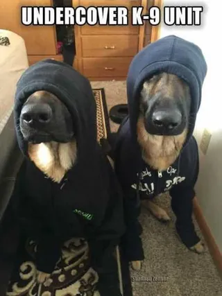 Funny Animal Pictures That Will Make Your Day 031