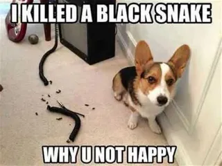 Funny Animal Pictures That Will Make Your Day 033
