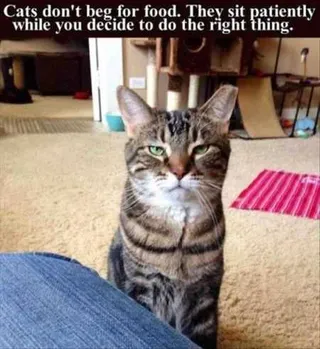 Funny Animal Pictures That Will Make Your Day 035