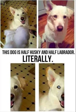 Funny Animal Pictures That Will Make Your Day 037