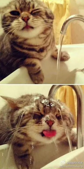 Super Funny Animal Pics 023